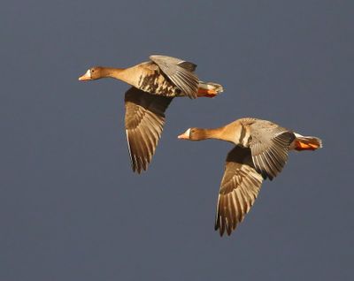 Kolganzen - Greater White-fronted Geese