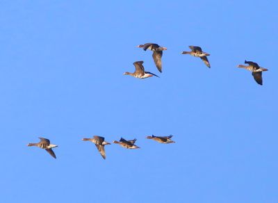 Kolganzen - Greater White-fronted Geese