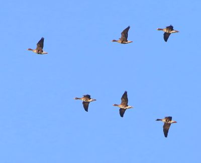 Kolganzen - Greater White-fronted Geese