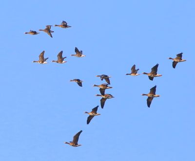 Kolganzen - Greater White-fronted Geese