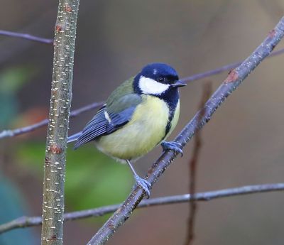 Koolmees - Great Tit