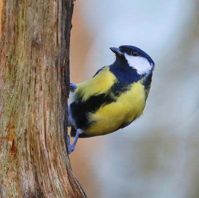 Koolmees - Great Tit