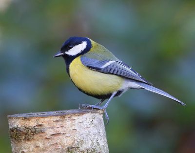 Koolmees - Great Tit