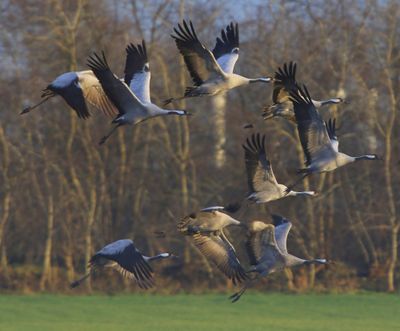 Kraanvogels - Common Cranes