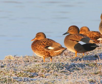 Krakeenden - Gadwalls