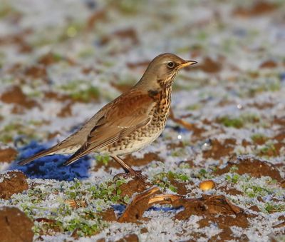 Kramsvogel - Fieldfare