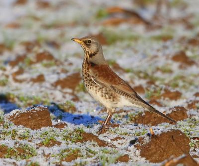 Kramsvogel - Fieldfare