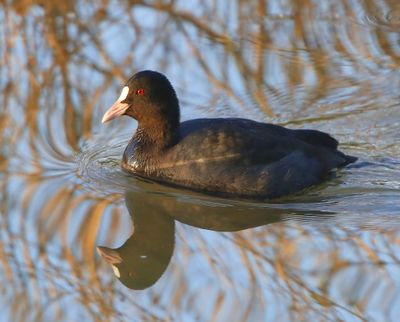 Meerkoet - Eurasian Coot