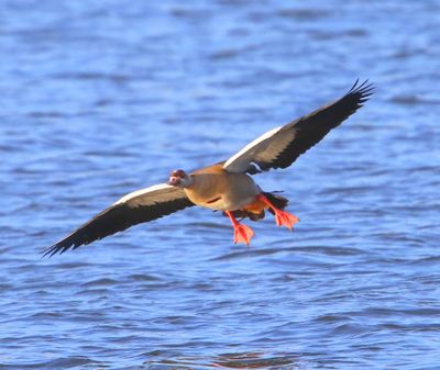 Nijlgans - Egyptian Goose