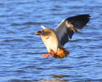 Nijlgans - Egyptian Goose