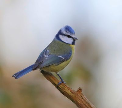 Pimpelmees - Blue Tit