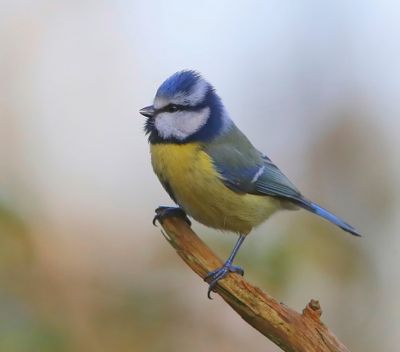 Pimpelmees - Blue Tit