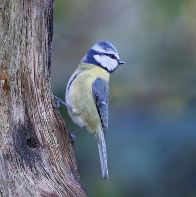 Pimpelmees - Blue Tit