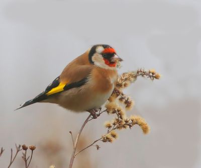Putter - European Goldfinch