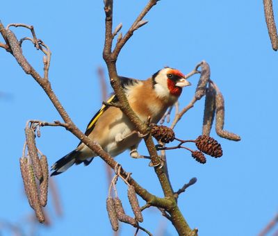 Putter - European Goldfinch