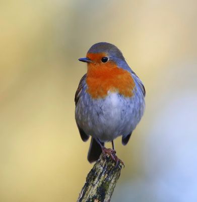 Roodborst - European Robin