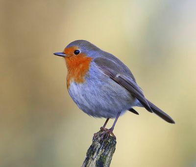 Roodborst - European Robin