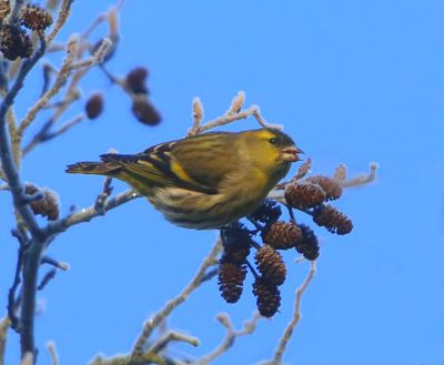 Sijs - Eurasian Siskin
