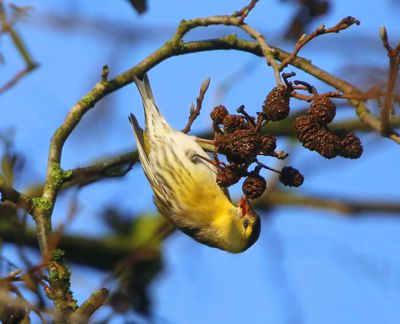 Sijs - Eurasian Siskin