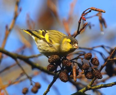 Sijs - Eurasian Siskin