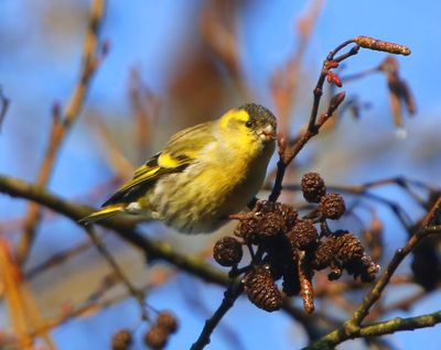 Sijs - Eurasian Siskin