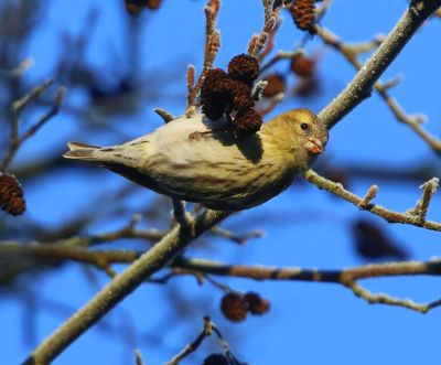 Sijs - Eurasian Siskin