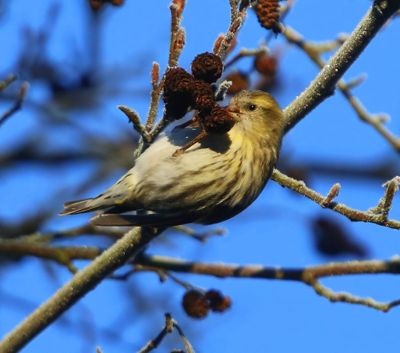 Sijs - Eurasian Siskin
