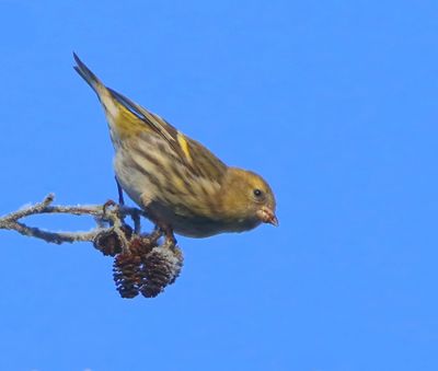 Sijs - Eurasian Siskin