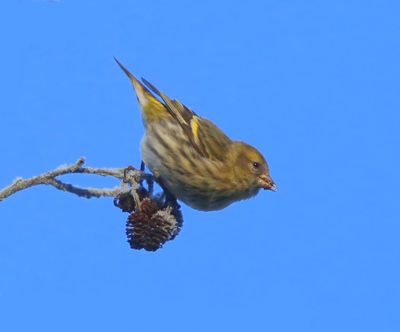Sijs - Eurasian Siskin