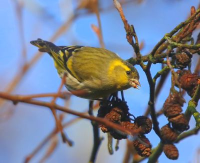 Sijs - Eurasian Siskin