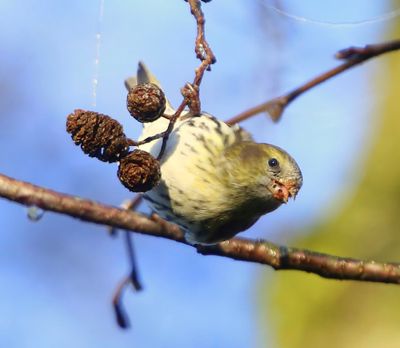 Sijs - Eurasian Siskin