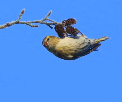 Sijs - Eurasian Siskin