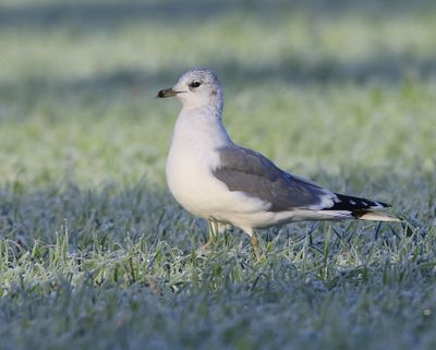 Stormmeeuw - Common Gull