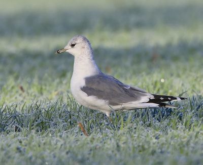 Stormmeeuw - Common Gull