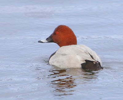 Tafeleend - Common Pochard