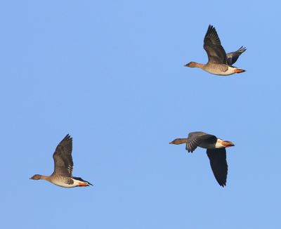 Toendrarietganzen - Tundra Bean Geese