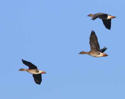 Toendrarietganzen - Tundra Bean Geese