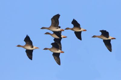 Toendrarietganzen - Tundra Bean Geese
