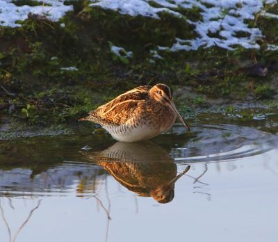 Watersnip - Common Snipe