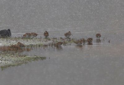Watersnippen - Common Snipes