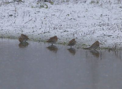 Watersnippen - Common Snipes