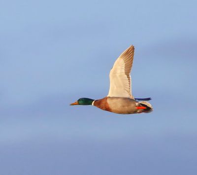 Wilde Eend - Mallard