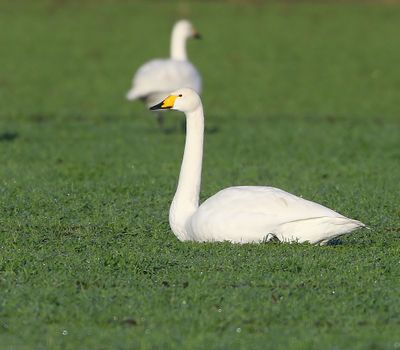 Wilde Zwaan - Whooper Swan