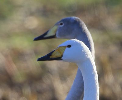 Wilde Zwaan - Whooper Swan