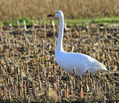 Wilde Zwaan - Whooper Swan