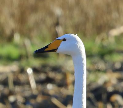 Wilde Zwaan - Whooper Swan