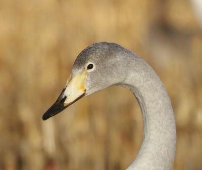 Wilde Zwaan - Whooper Swan