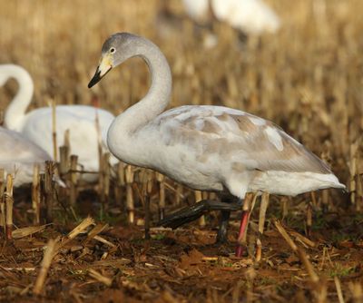 Wilde Zwaan - Whooper Swan