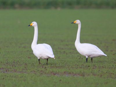 Wilde Zwanen - Whooper Swans