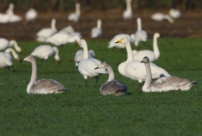 Wilde Zwanen - Whooper Swans